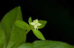 Licorice bedstraw